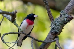 Rose-Breasted Grosbeak